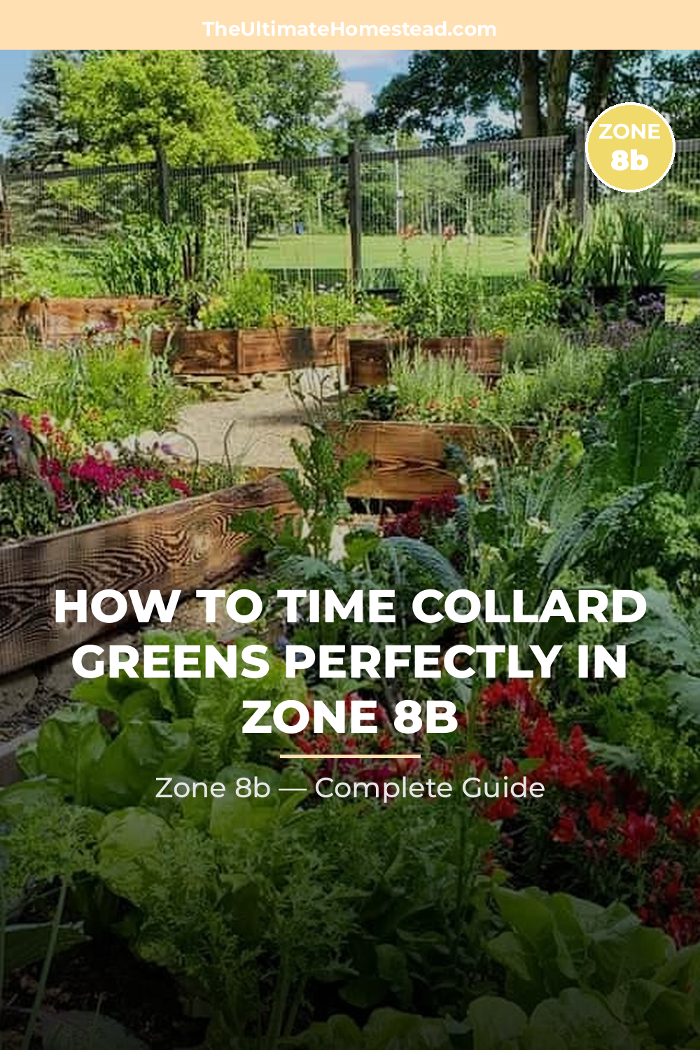 When to Plant Collard Greens in Zone 8b
