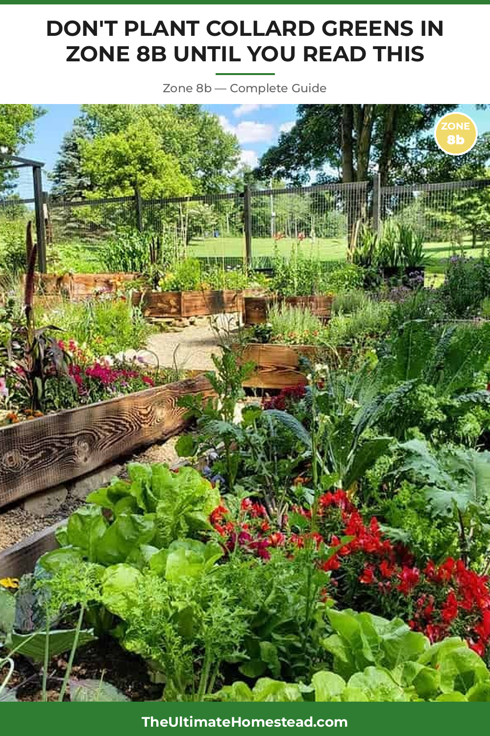 When to Plant Collard Greens in Zone 8b