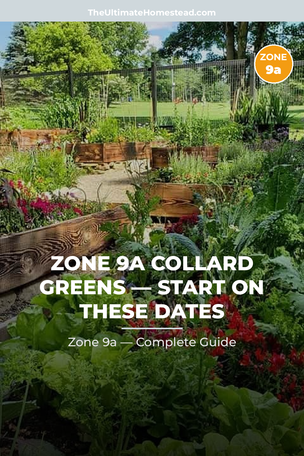 When to Plant Collard Greens in Zone 9a