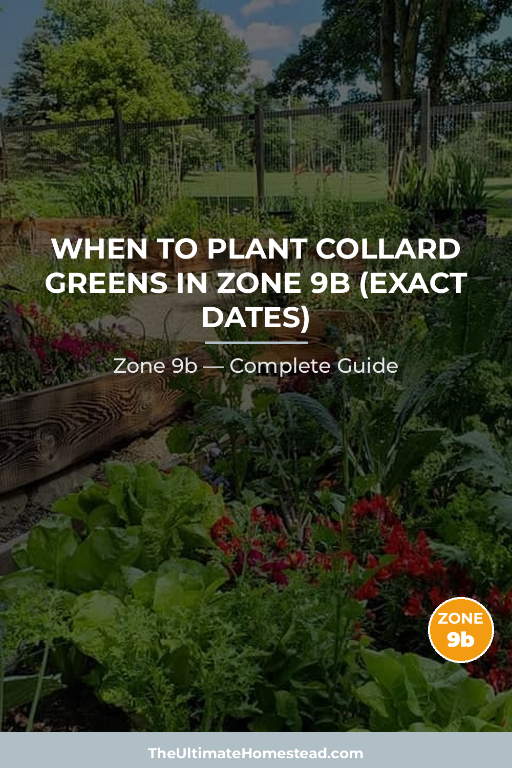 When to Plant Collard Greens in Zone 9b