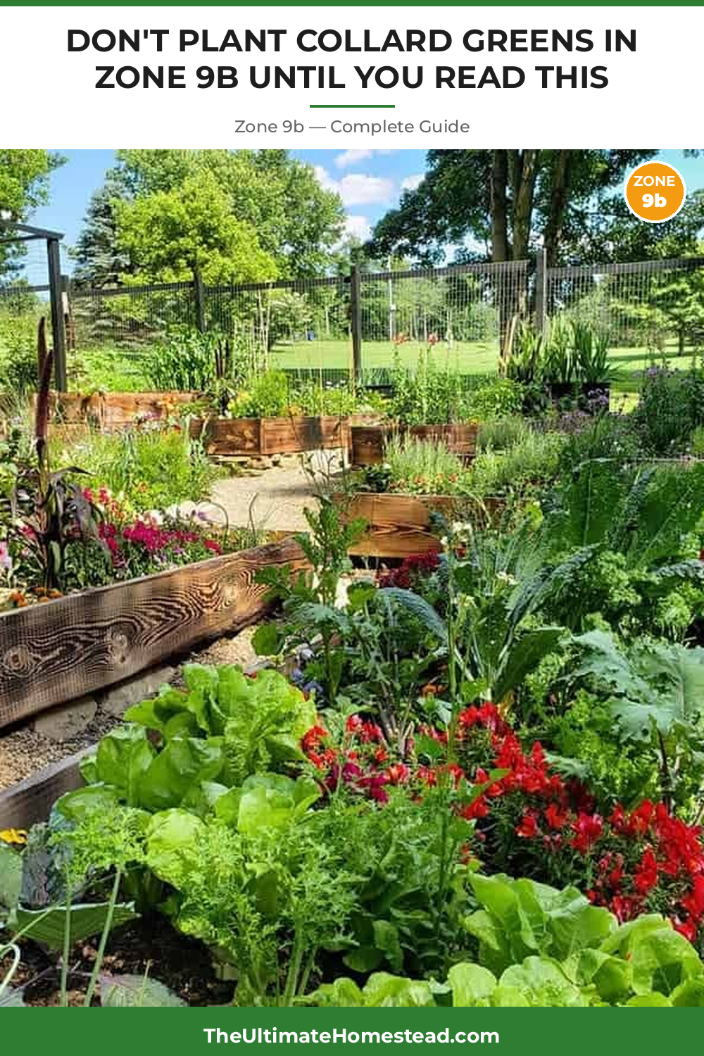 When to Plant Collard Greens in Zone 9b