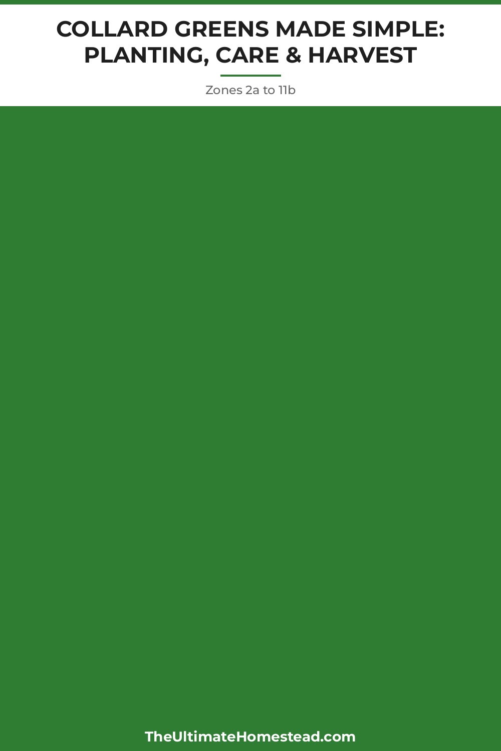 Collard Greens Planting Guide