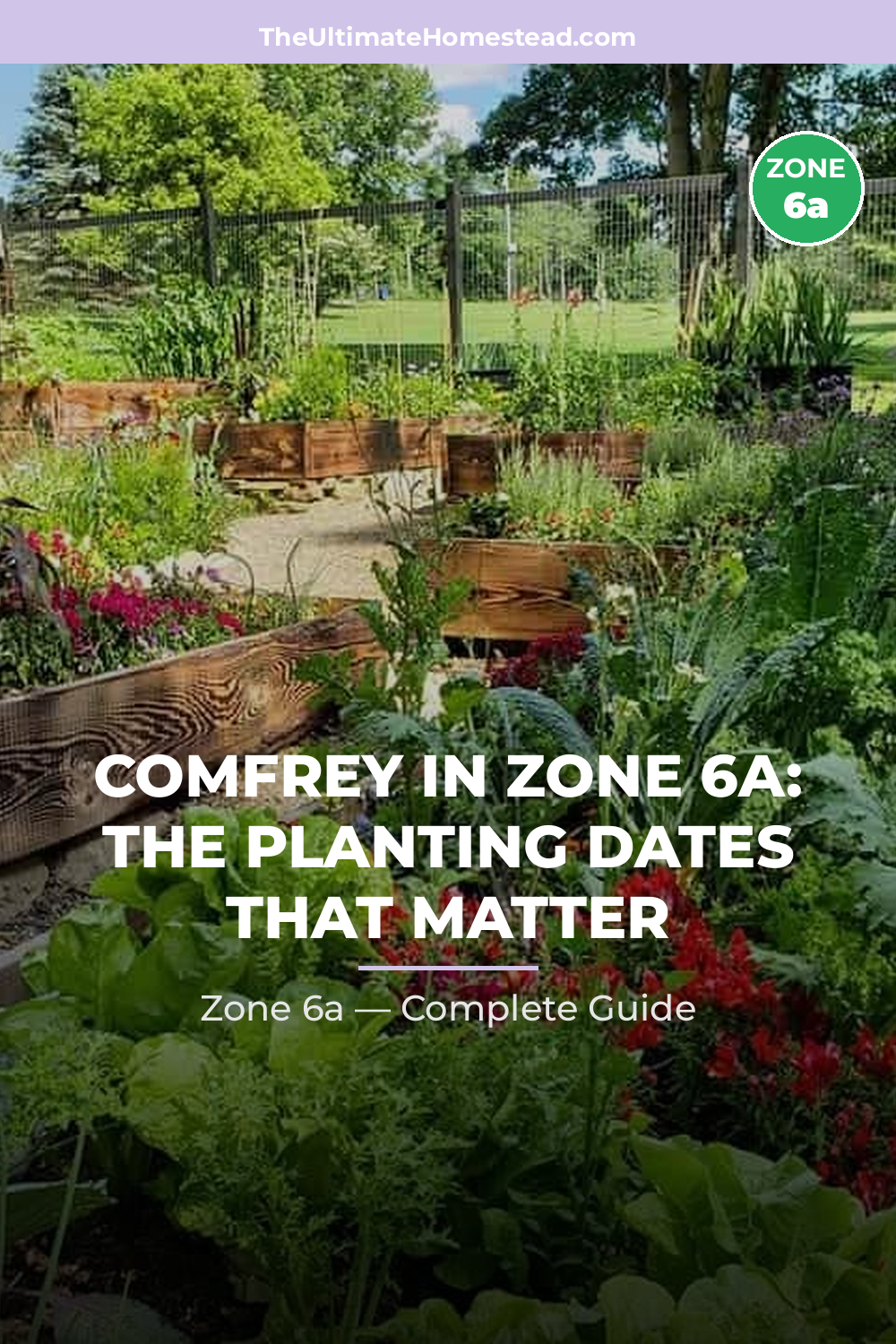 When to Plant Comfrey in Zone 6a