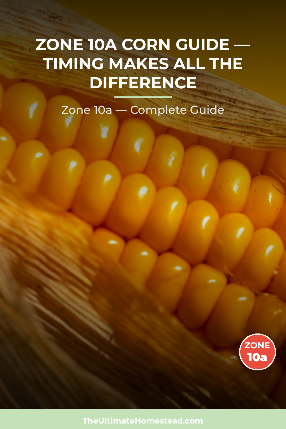 When to Plant Corn in Zone 10a