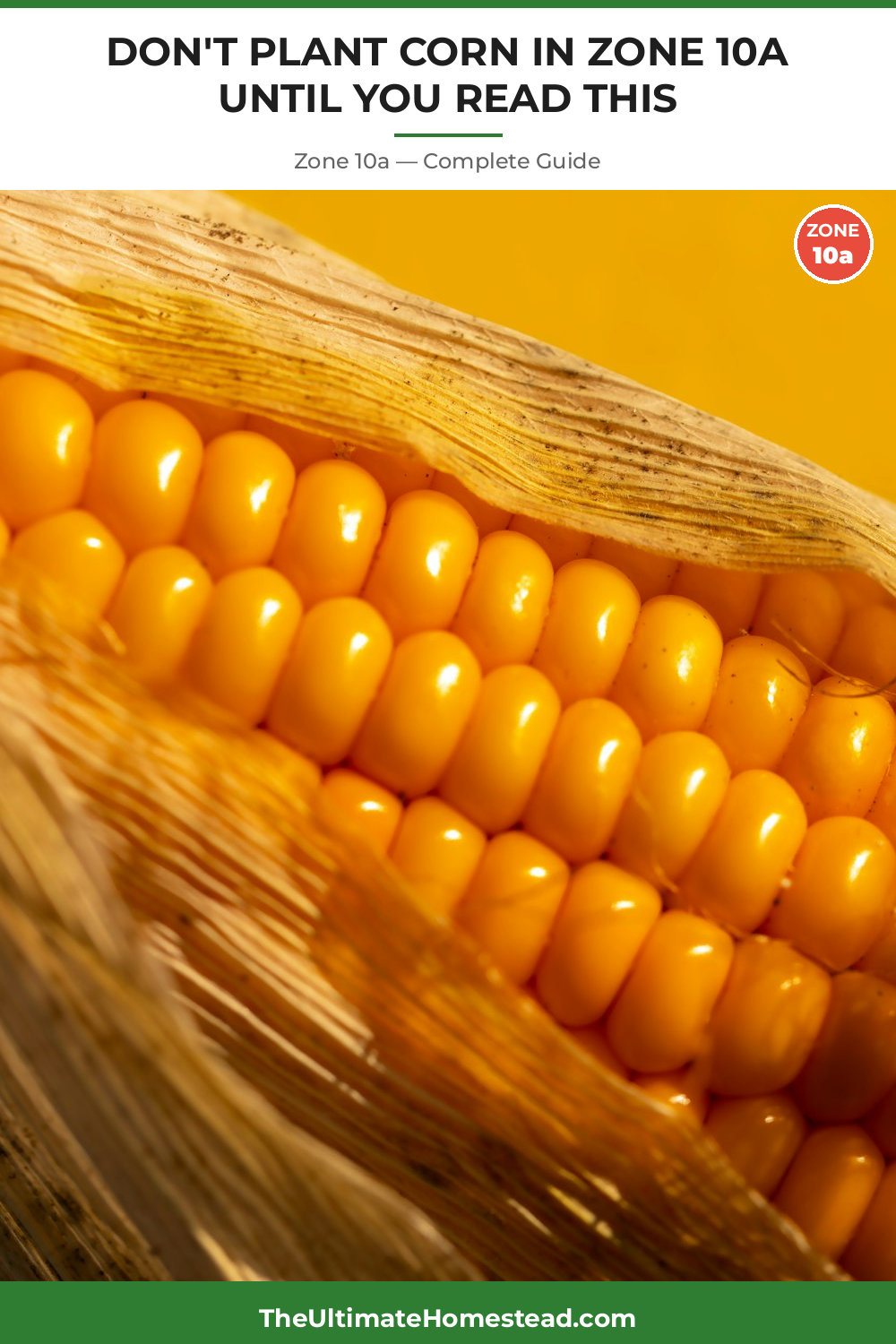 When to Plant Corn in Zone 10a