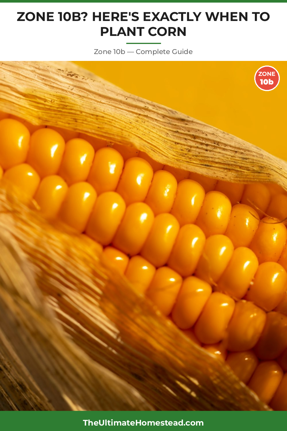 When to Plant Corn in Zone 10b