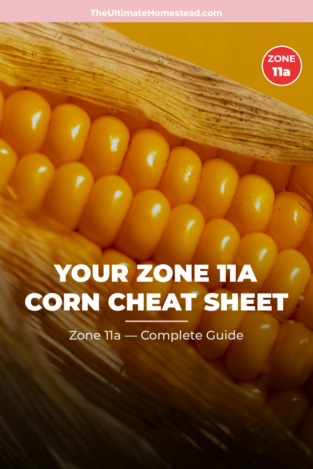 When to Plant Corn in Zone 11a