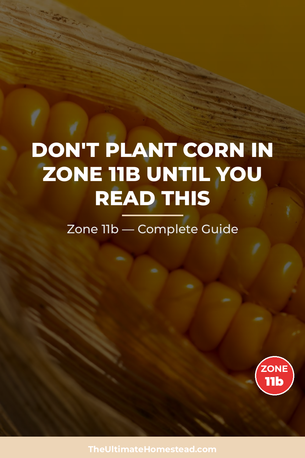 When to Plant Corn in Zone 11b