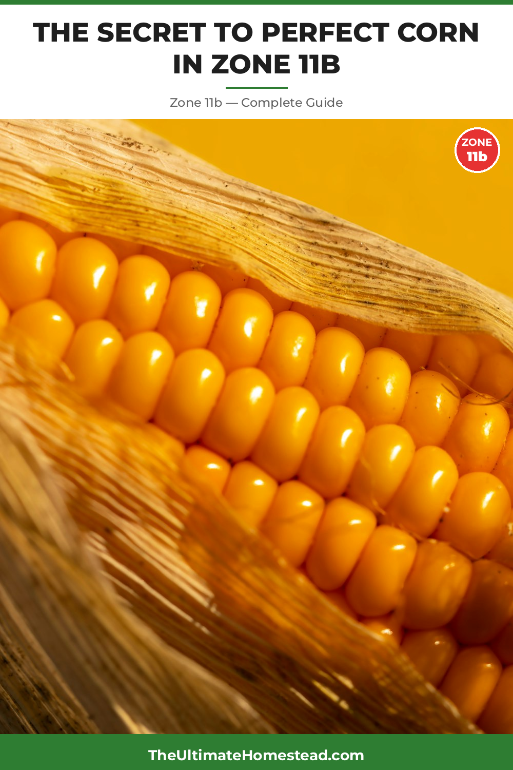 When to Plant Corn in Zone 11b