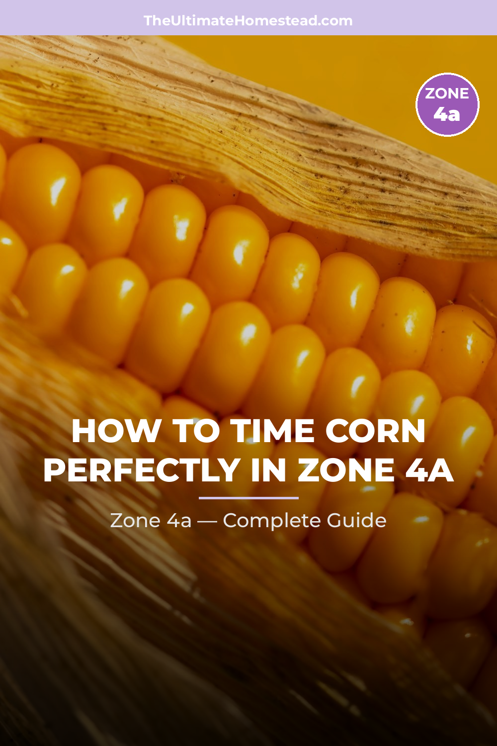 When to Plant Corn in Zone 4a