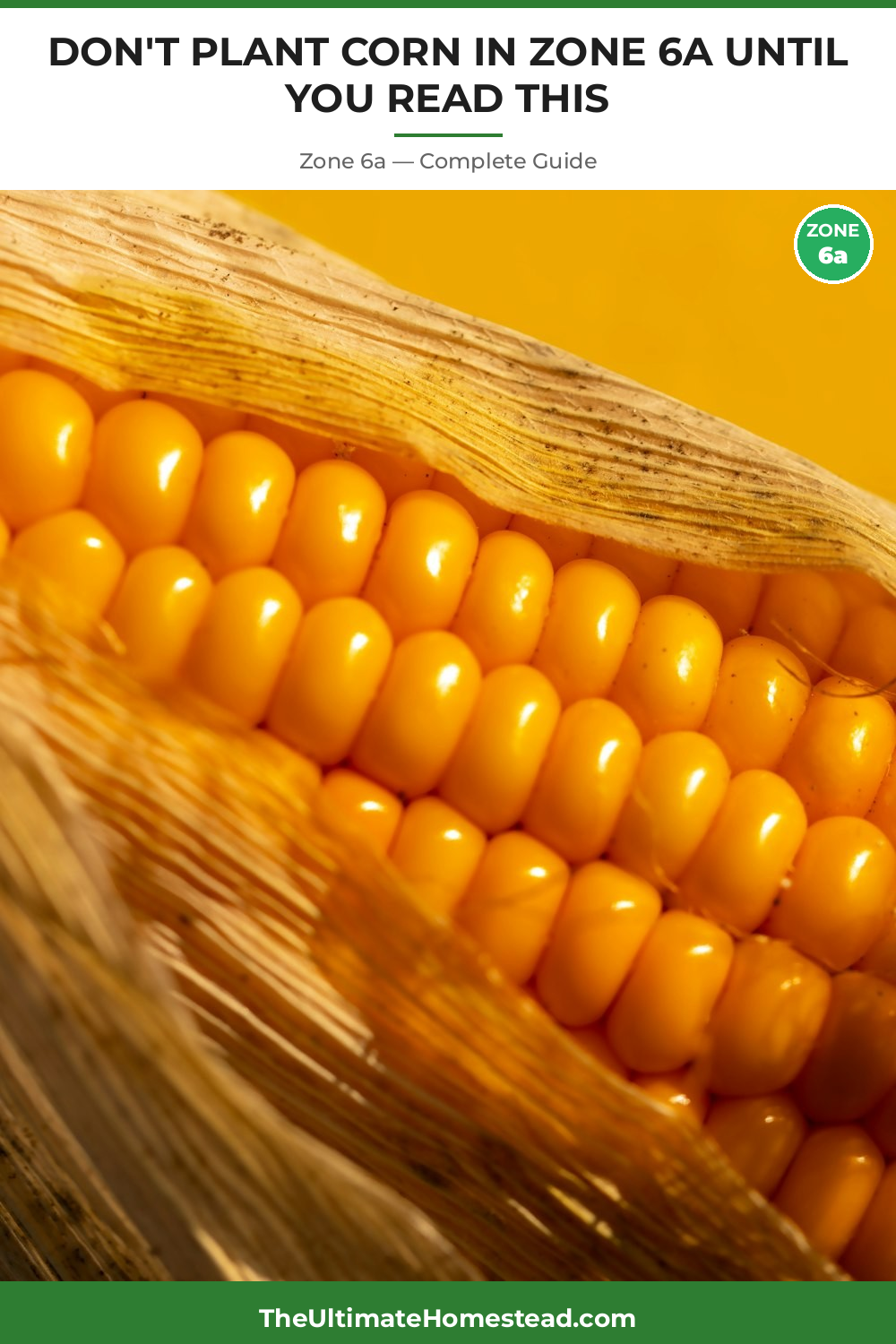 When to Plant Corn in Zone 6a