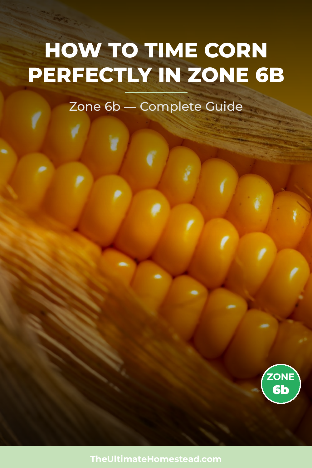 When to Plant Corn in Zone 6b