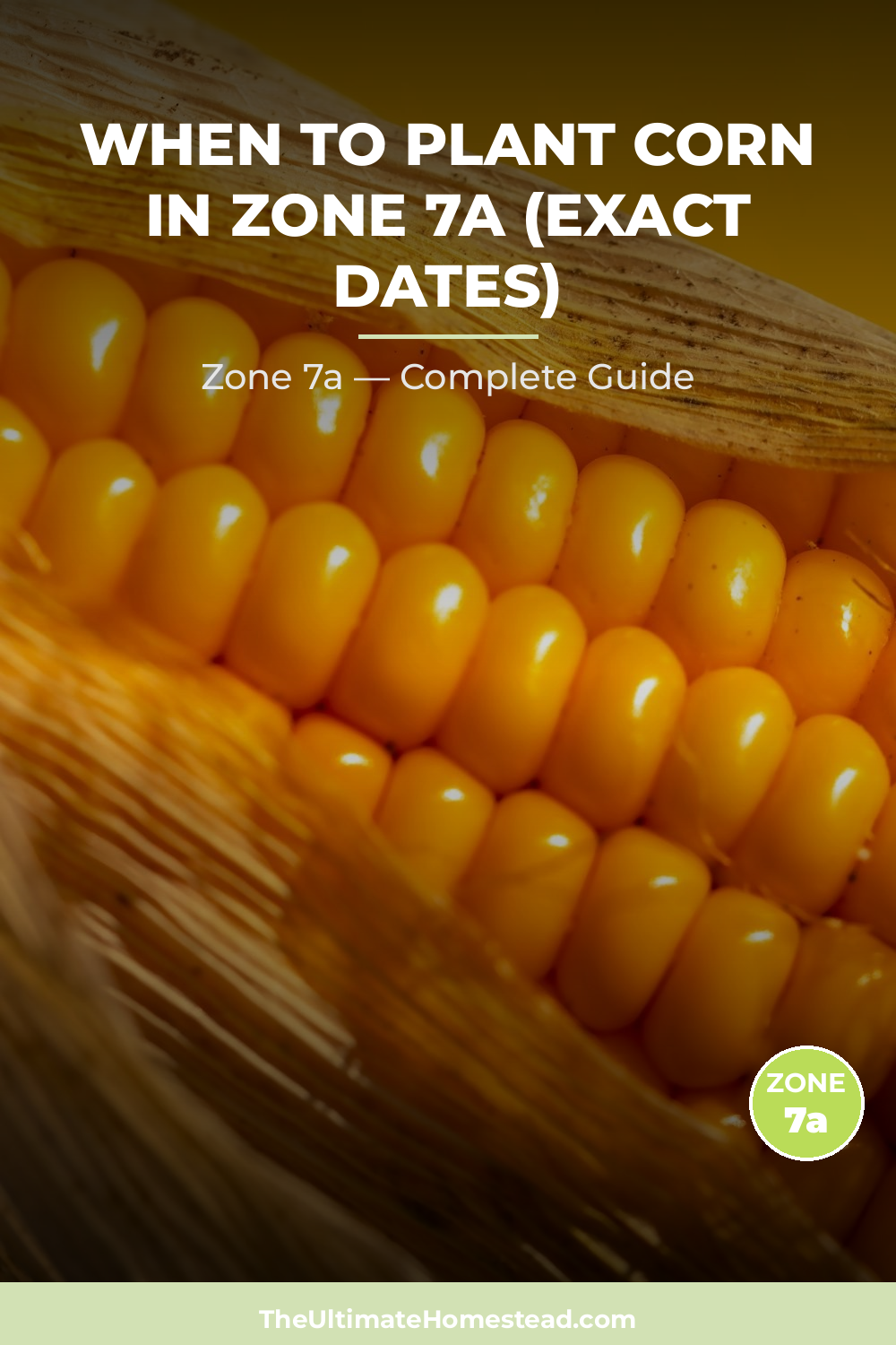 When to Plant Corn in Zone 7a