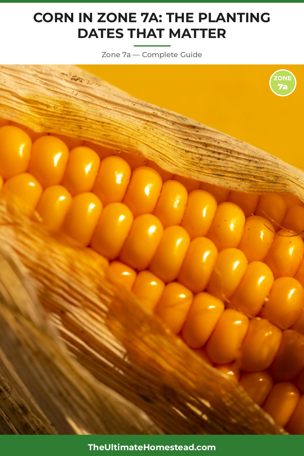 When to Plant Corn in Zone 7a