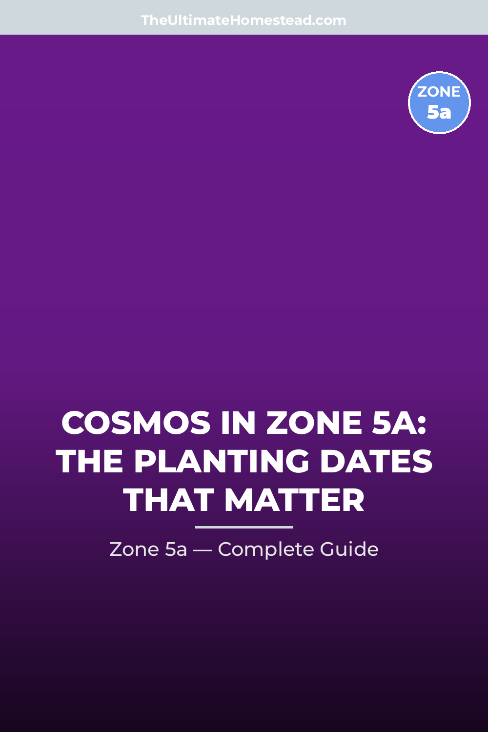When to Plant Cosmos in Zone 5a