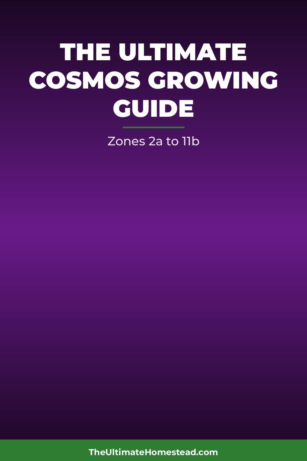 Cosmos Planting Guide