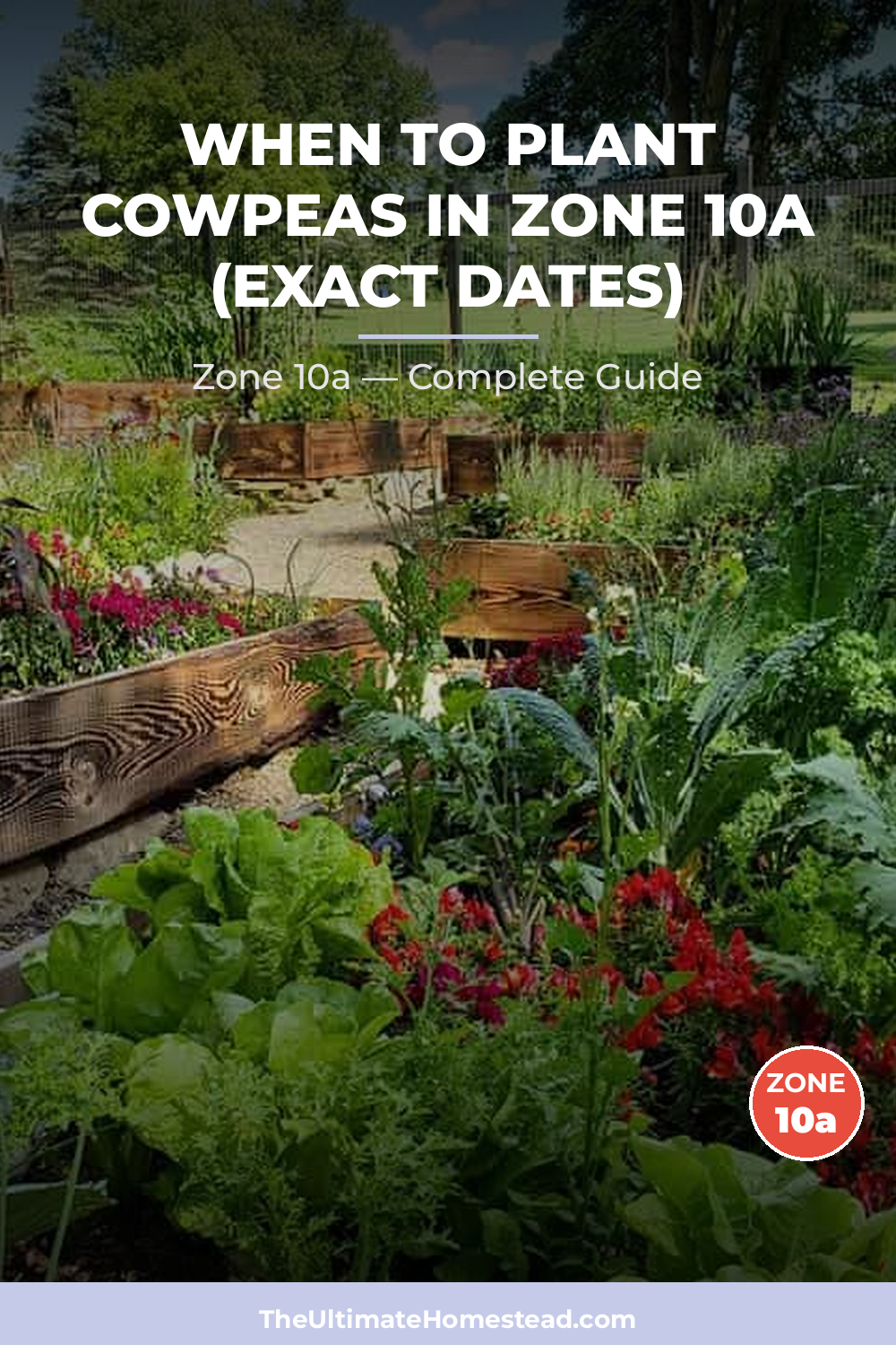 When to Plant Cowpeas in Zone 10a