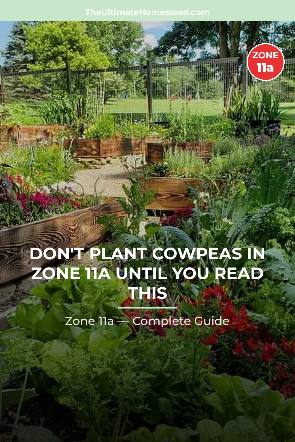When to Plant Cowpeas in Zone 11a