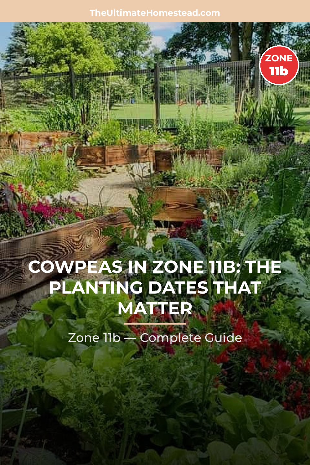 When to Plant Cowpeas in Zone 11b