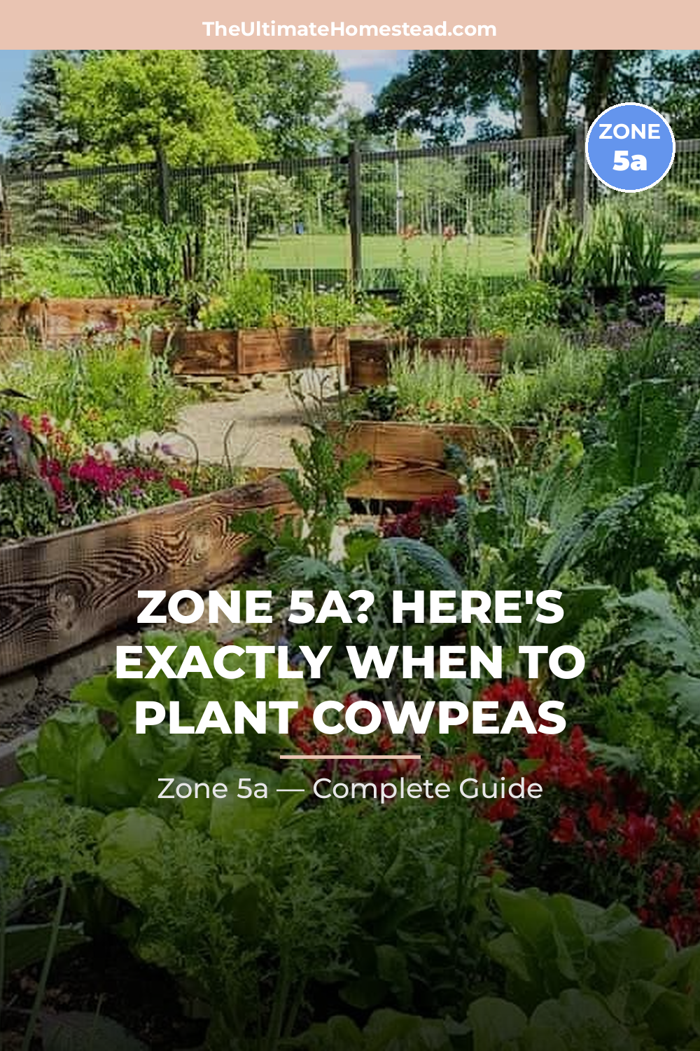 When to Plant Cowpeas in Zone 5a