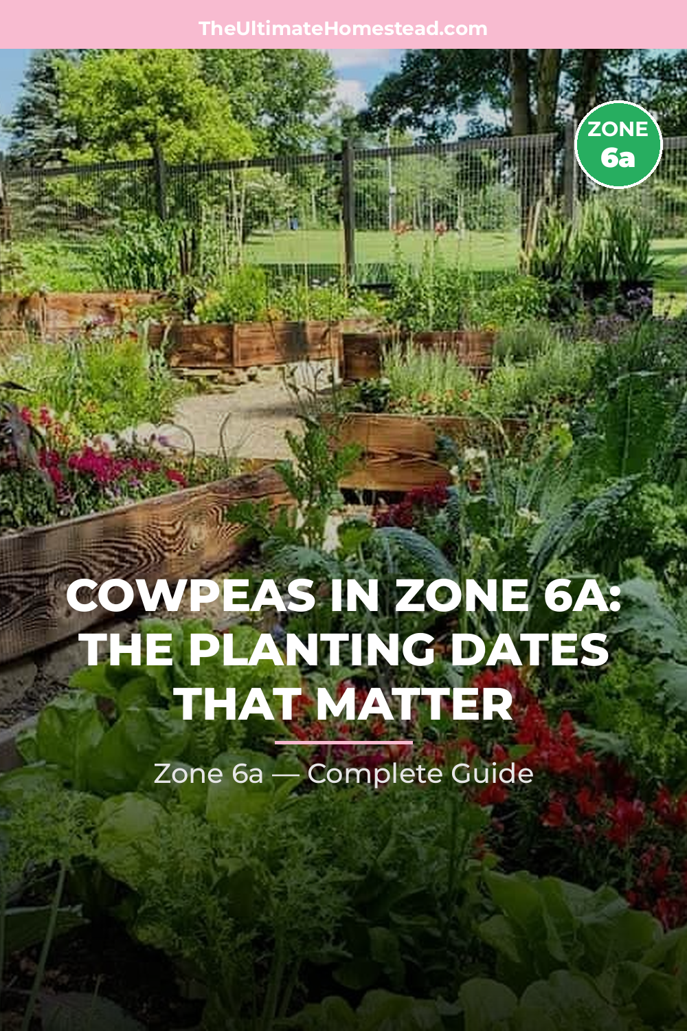 When to Plant Cowpeas in Zone 6a