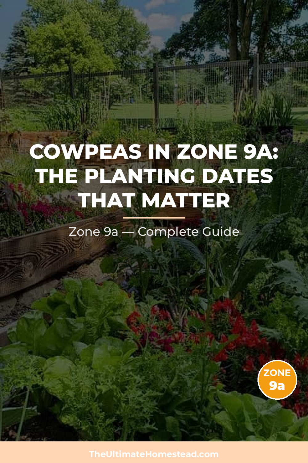 When to Plant Cowpeas in Zone 9a