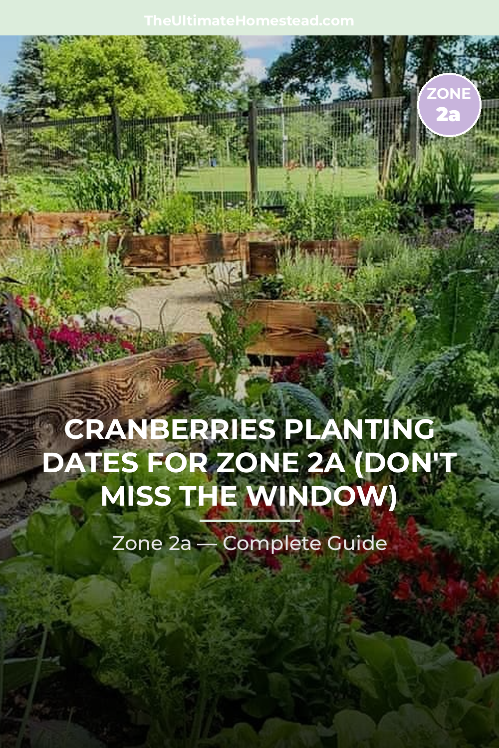When to Plant Cranberries in Zone 2a