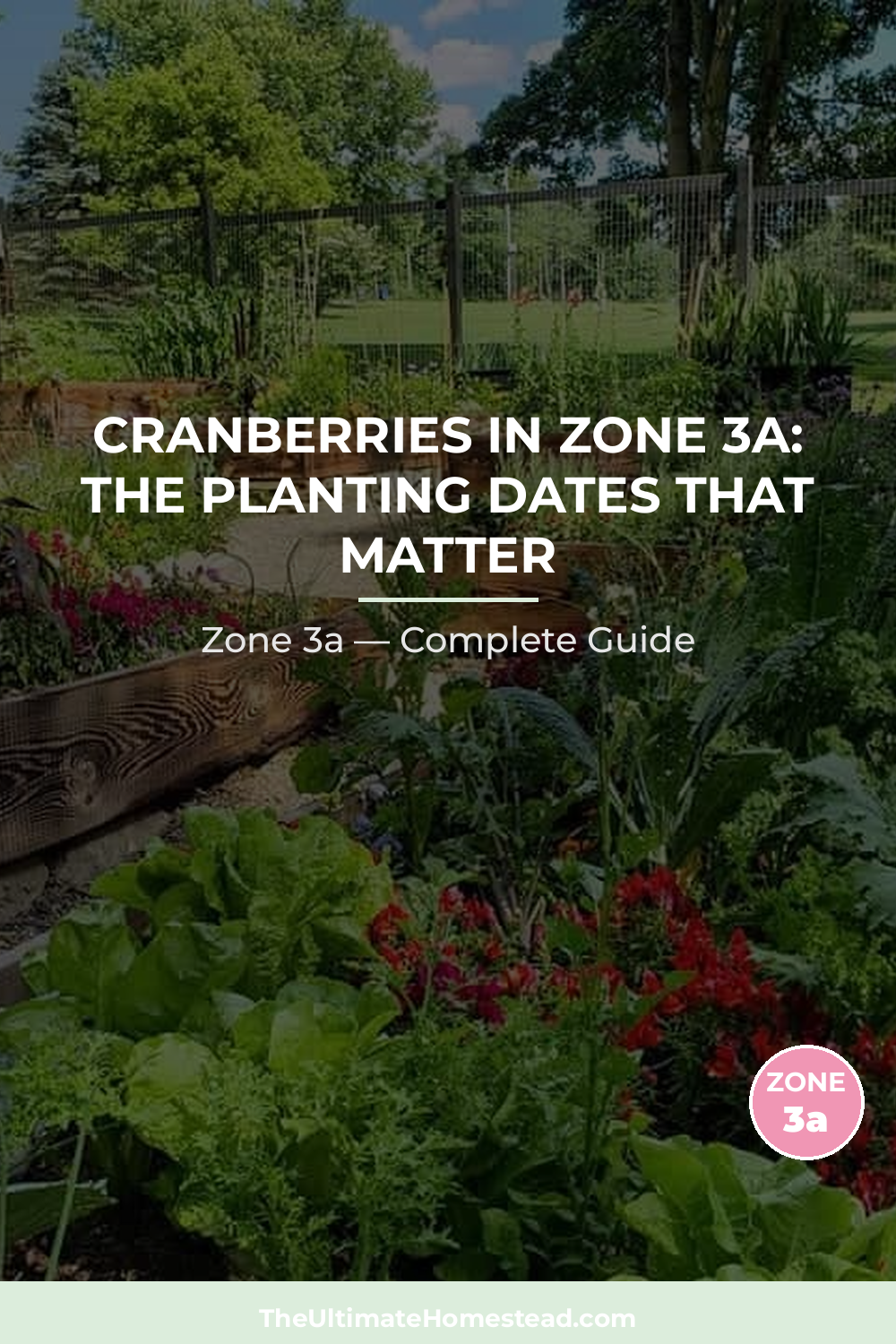 When to Plant Cranberries in Zone 3a