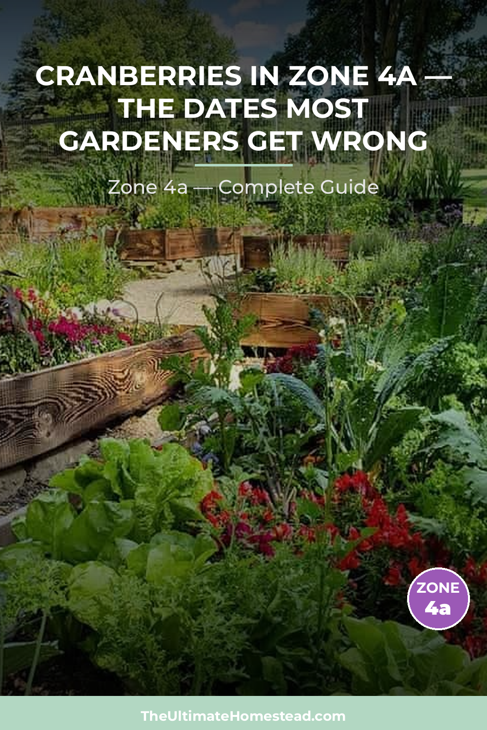 When to Plant Cranberries in Zone 4a