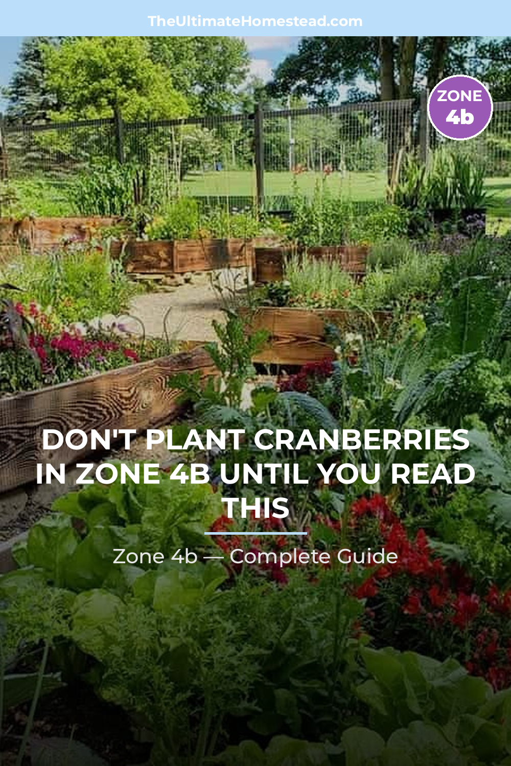 When to Plant Cranberries in Zone 4b