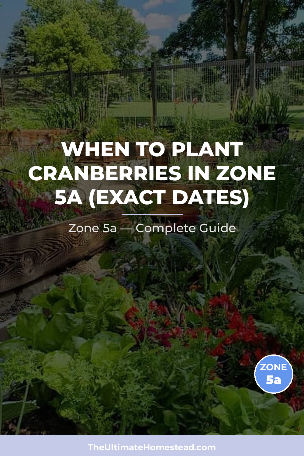 When to Plant Cranberries in Zone 5a