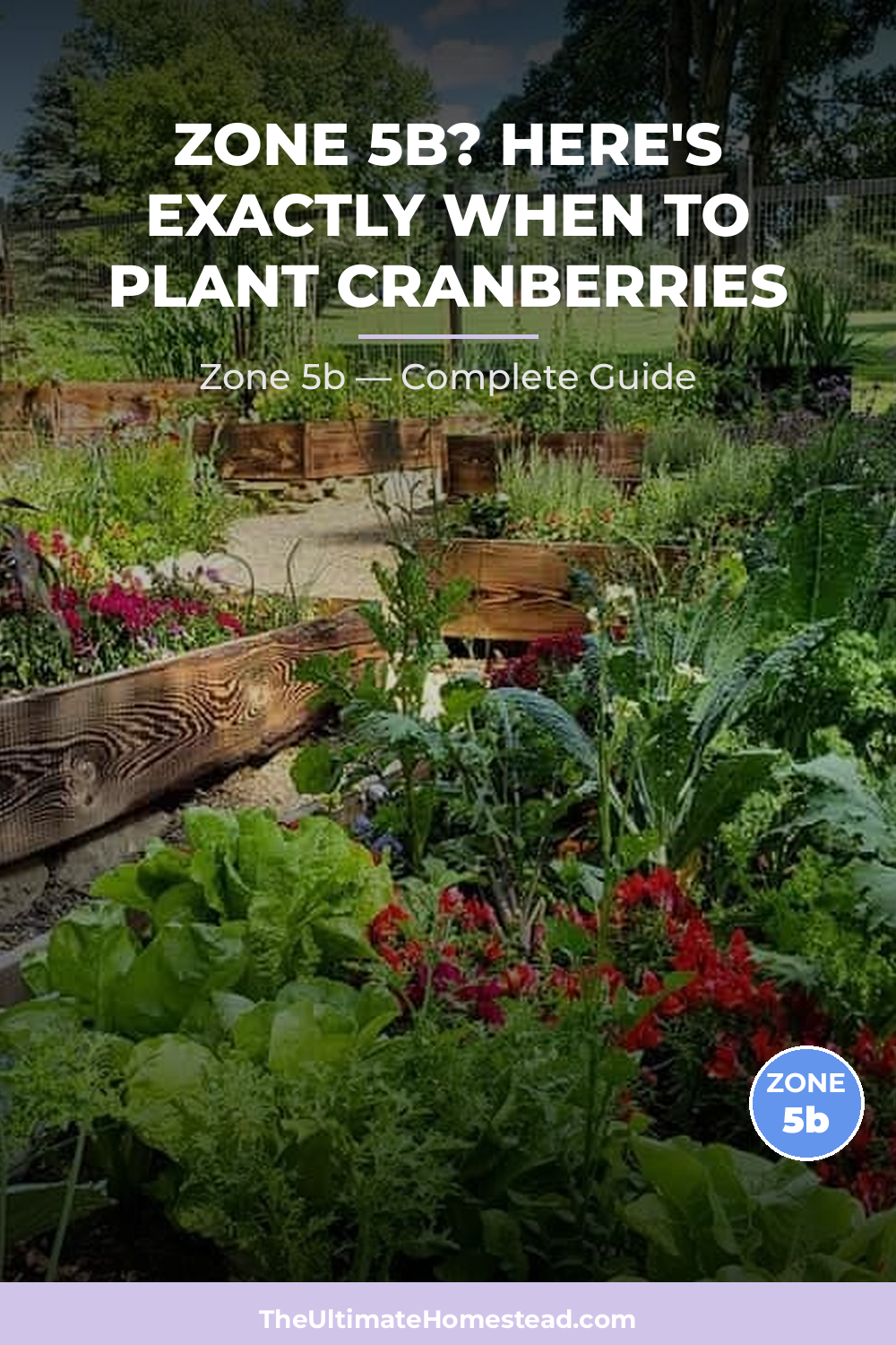 When to Plant Cranberries in Zone 5b
