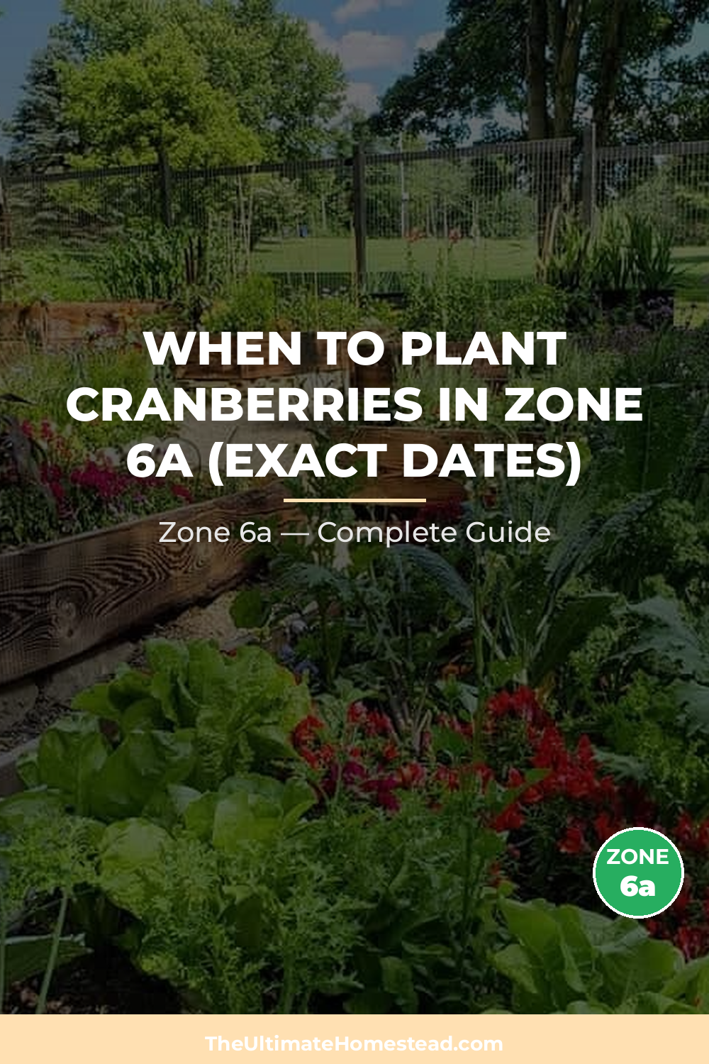 When to Plant Cranberries in Zone 6a