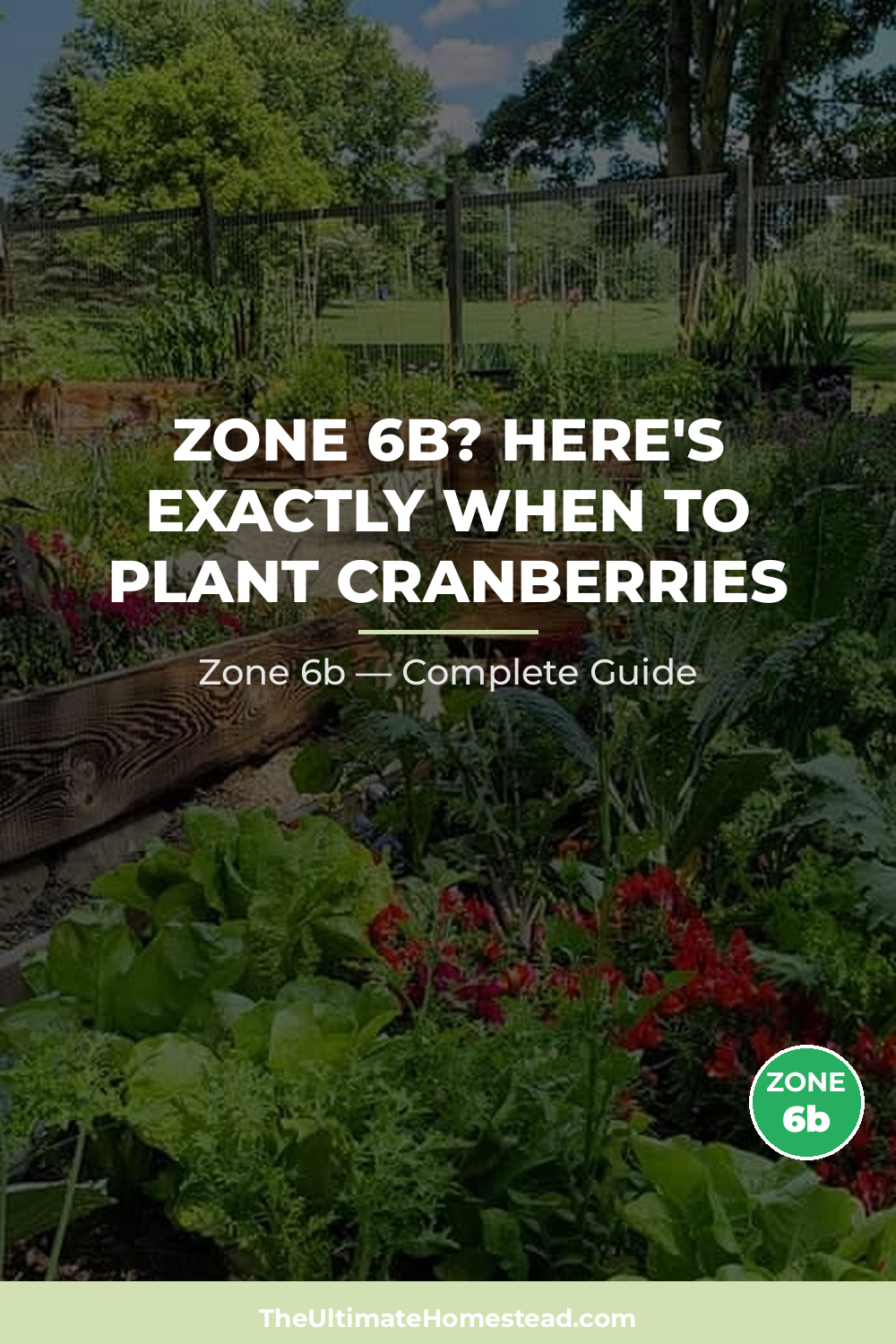 When to Plant Cranberries in Zone 6b