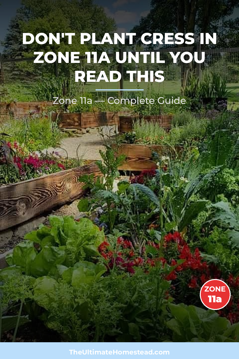 When to Plant Cress in Zone 11a