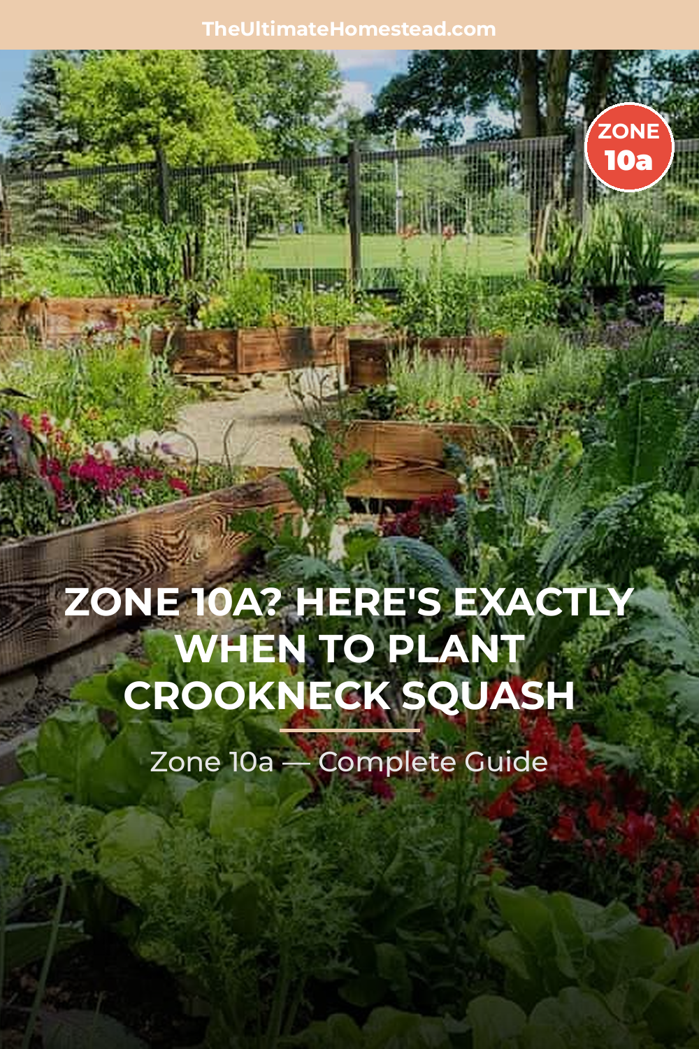 When to Plant Crookneck Squash in Zone 10a