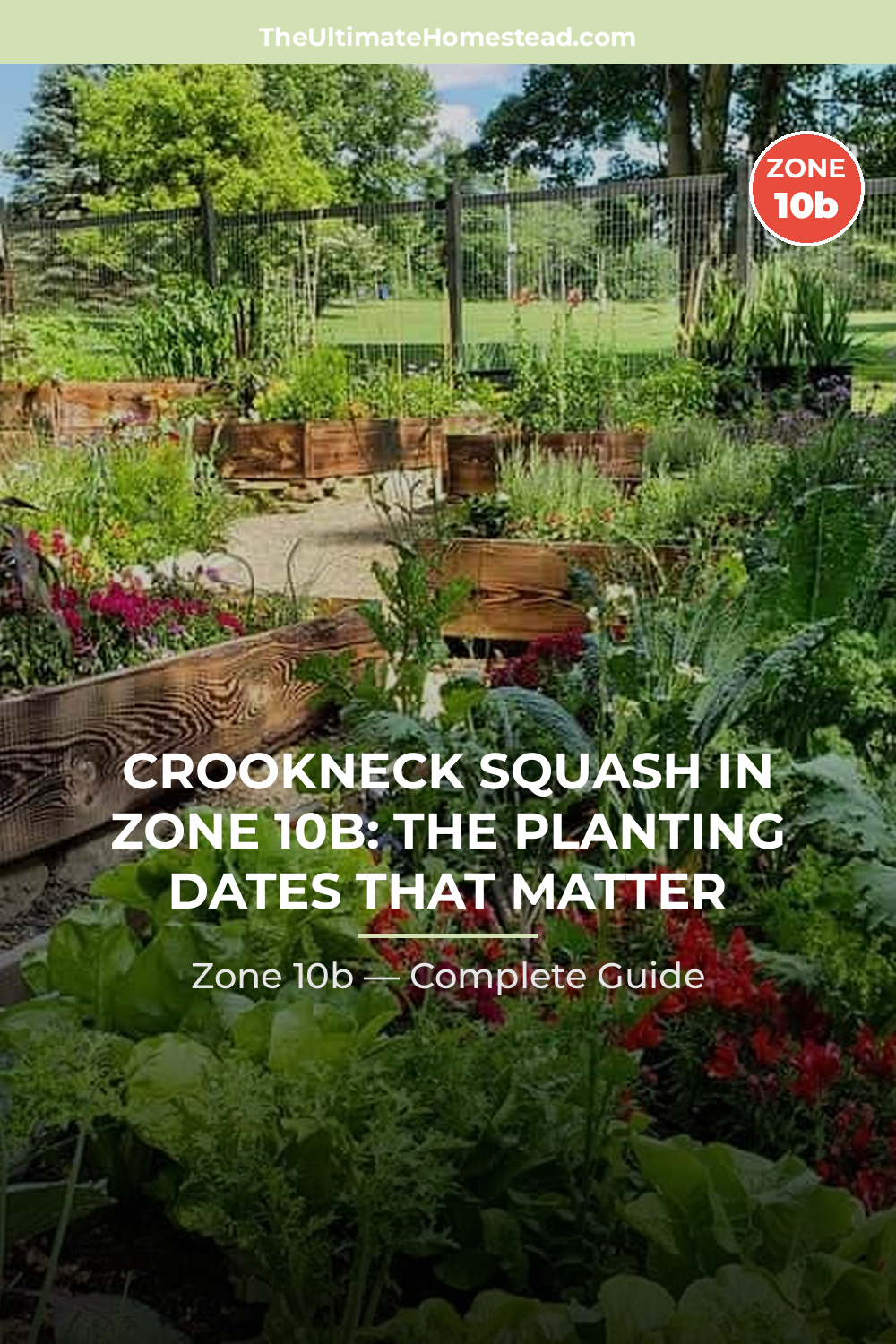 When to Plant Crookneck Squash in Zone 10b