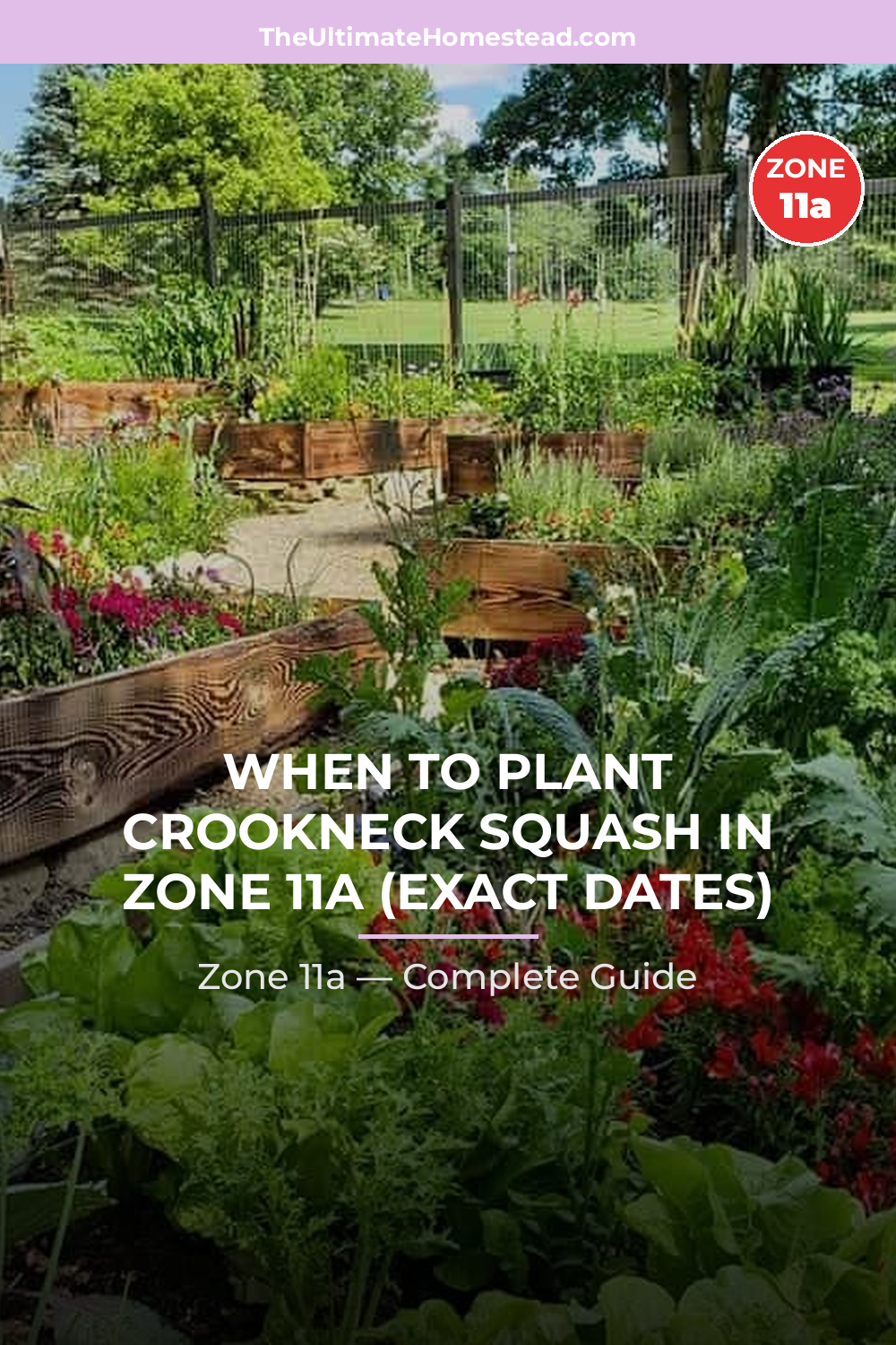 When to Plant Crookneck Squash in Zone 11a