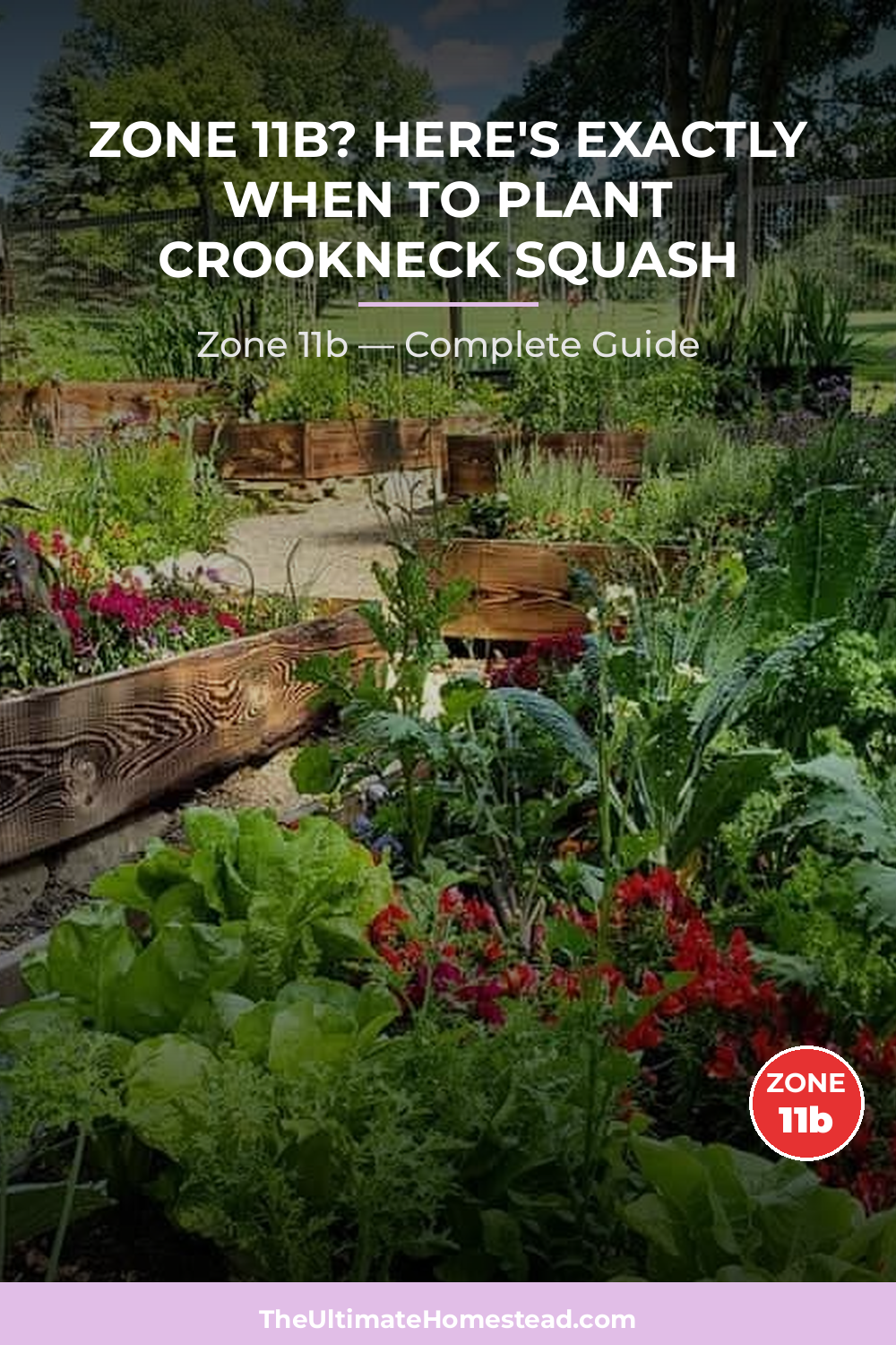 When to Plant Crookneck Squash in Zone 11b