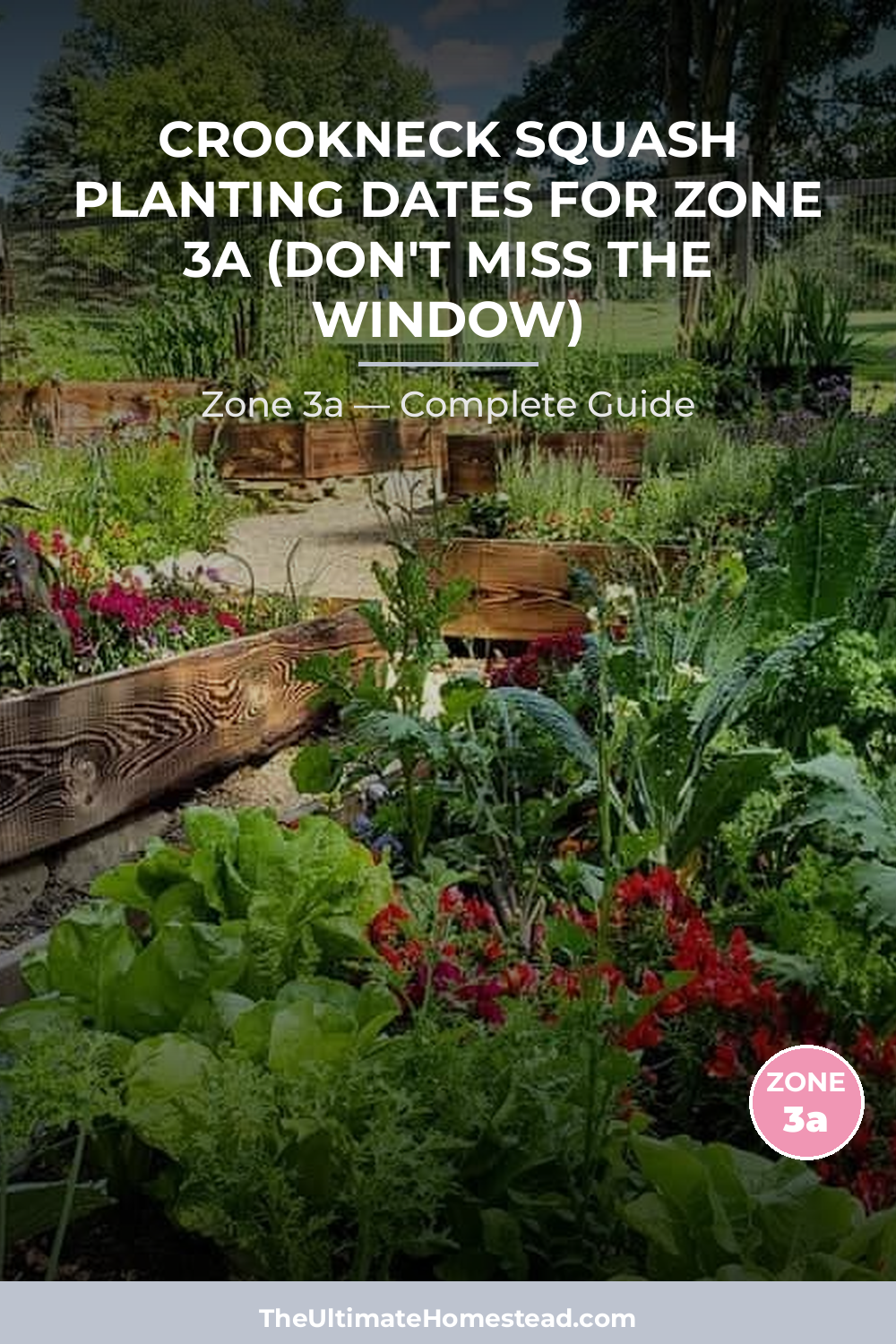 When to Plant Crookneck Squash in Zone 3a