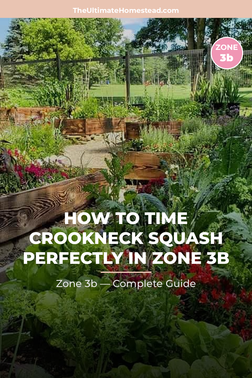 When to Plant Crookneck Squash in Zone 3b