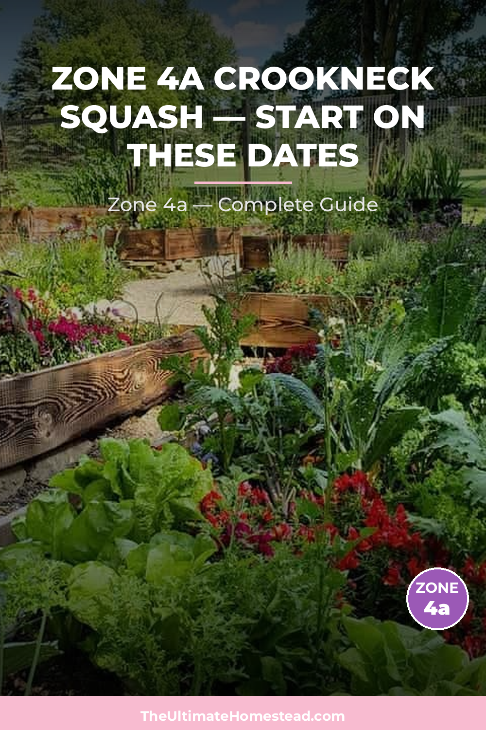 When to Plant Crookneck Squash in Zone 4a