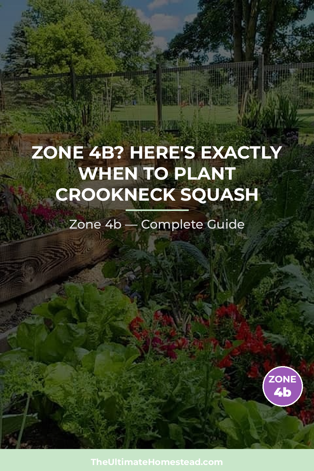 When to Plant Crookneck Squash in Zone 4b