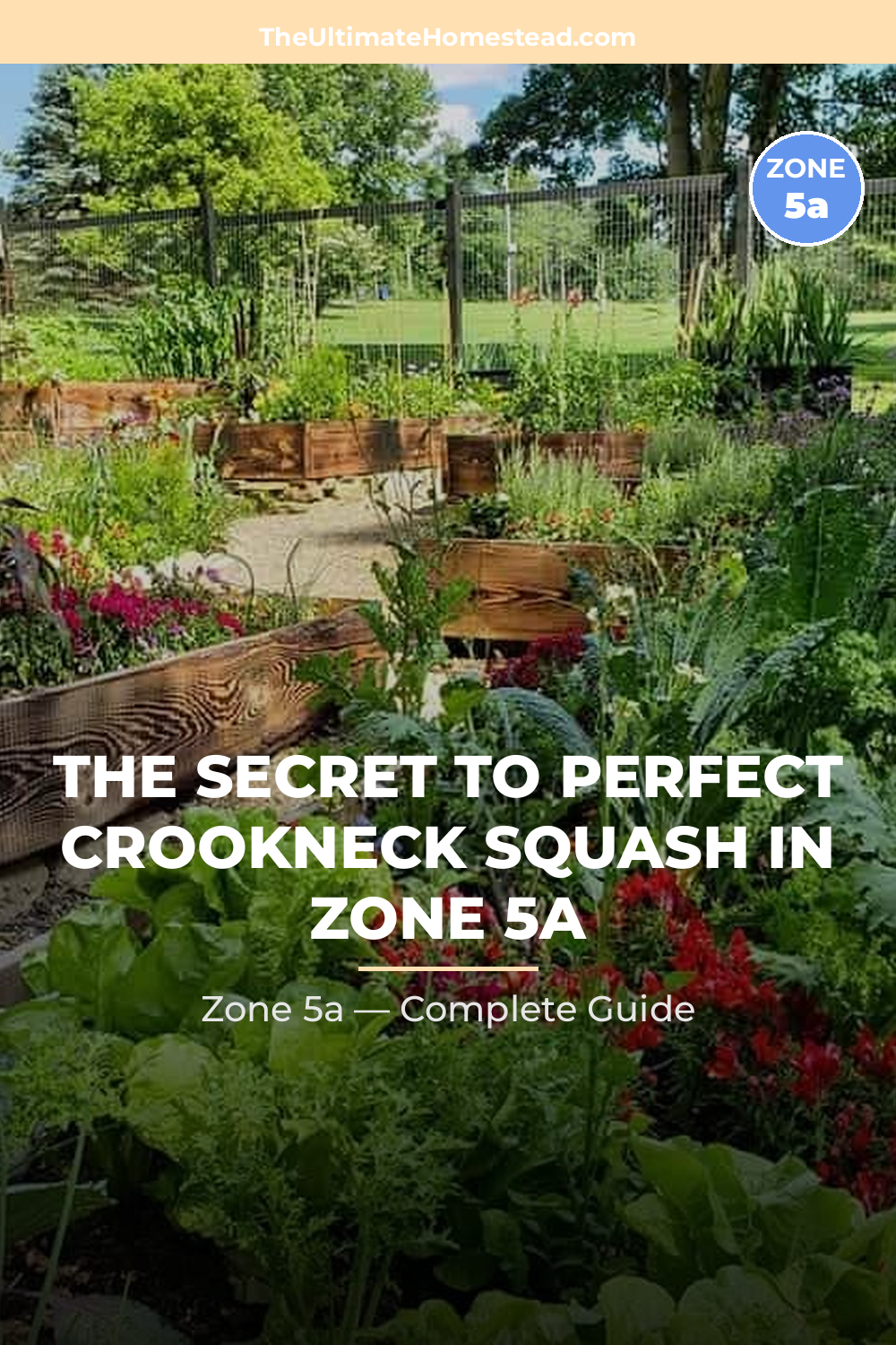 When to Plant Crookneck Squash in Zone 5a