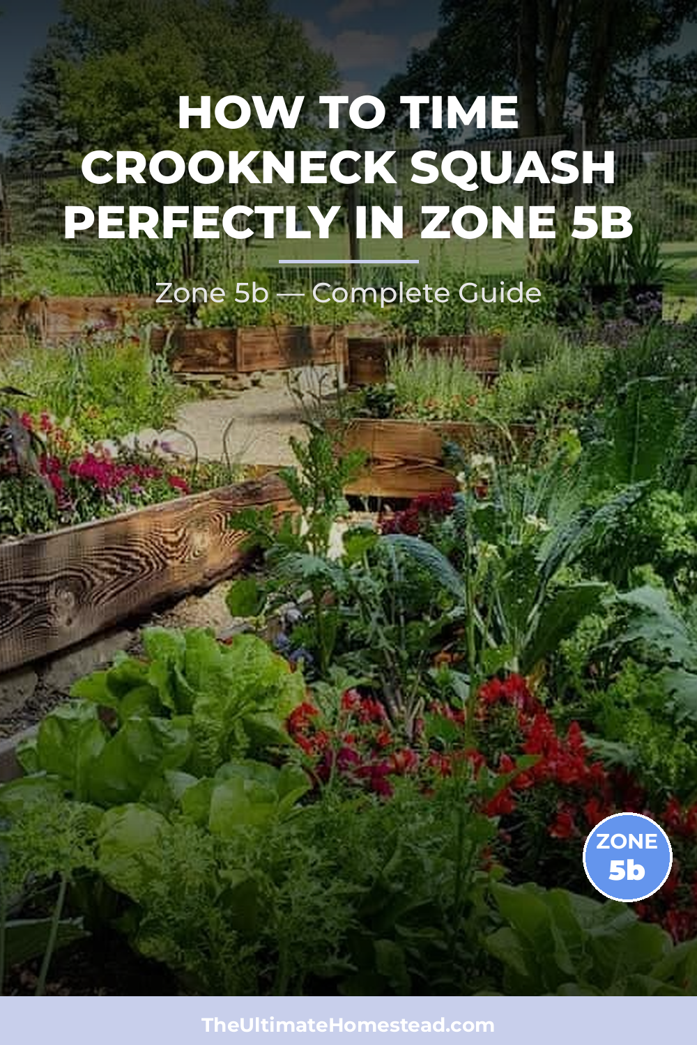 When to Plant Crookneck Squash in Zone 5b