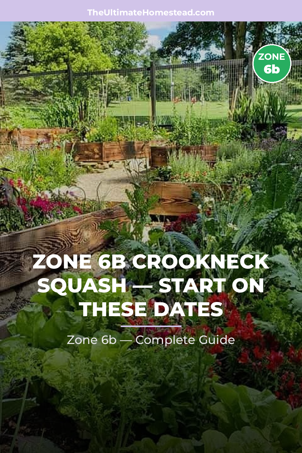 When to Plant Crookneck Squash in Zone 6b