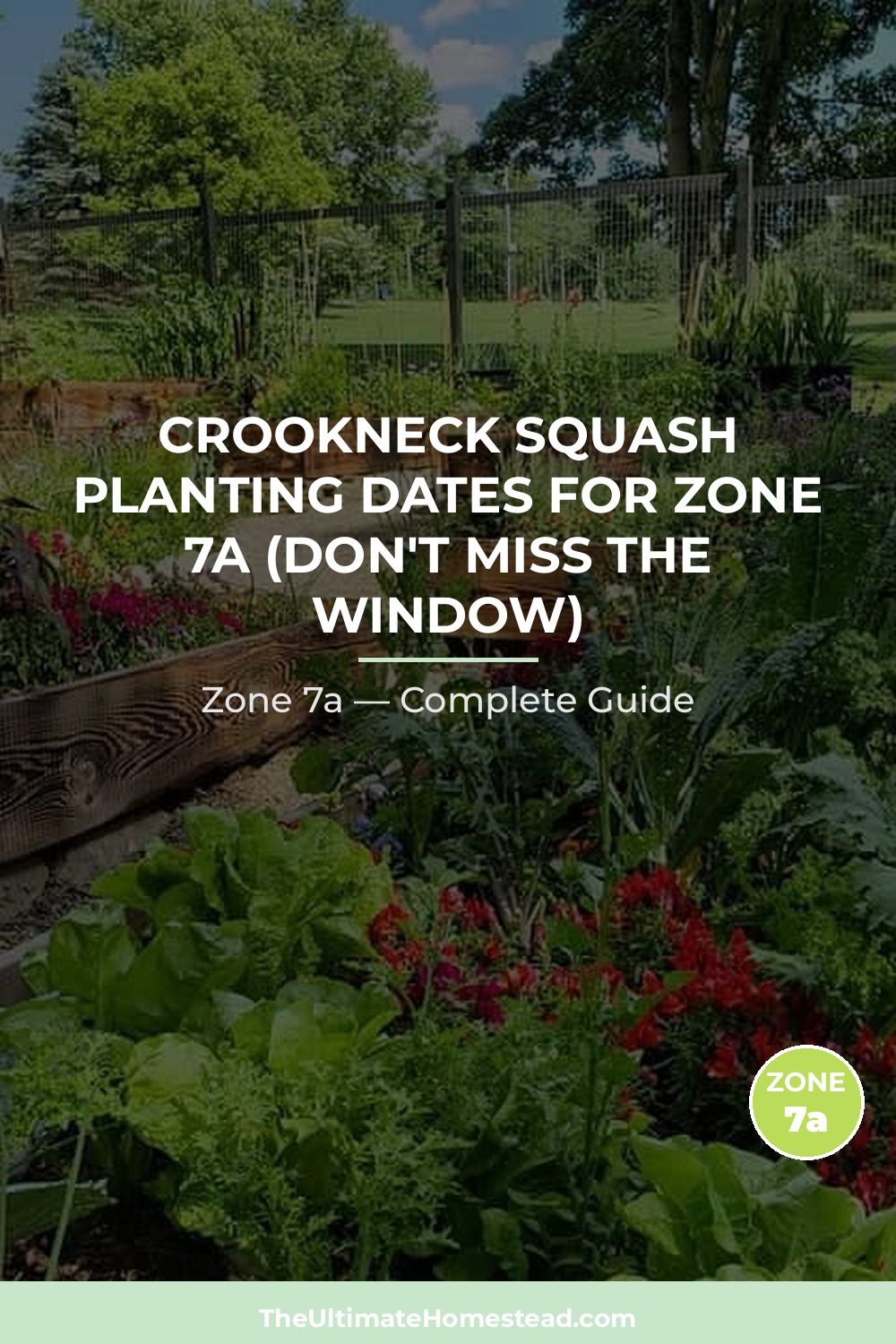 When to Plant Crookneck Squash in Zone 7a