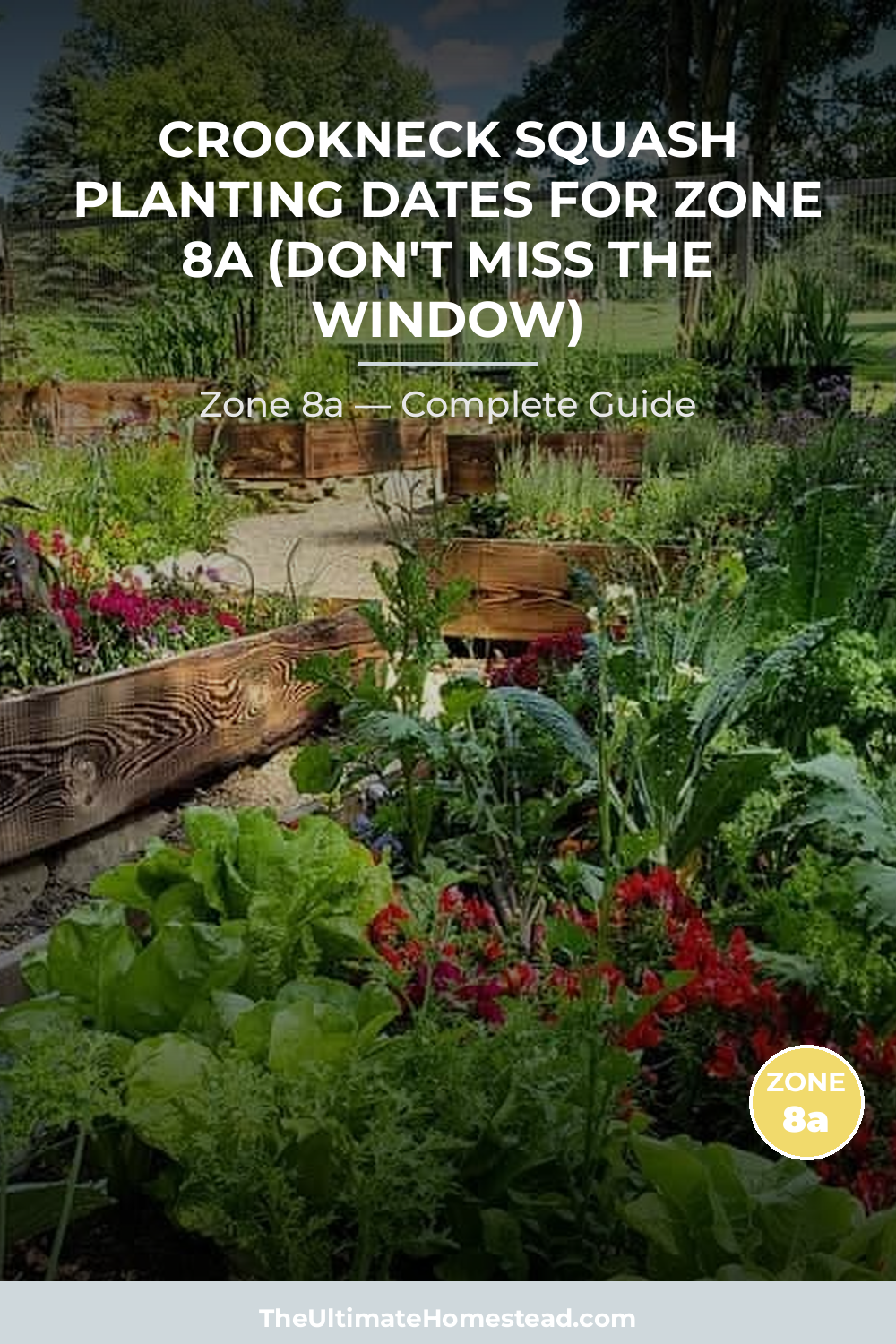 When to Plant Crookneck Squash in Zone 8a