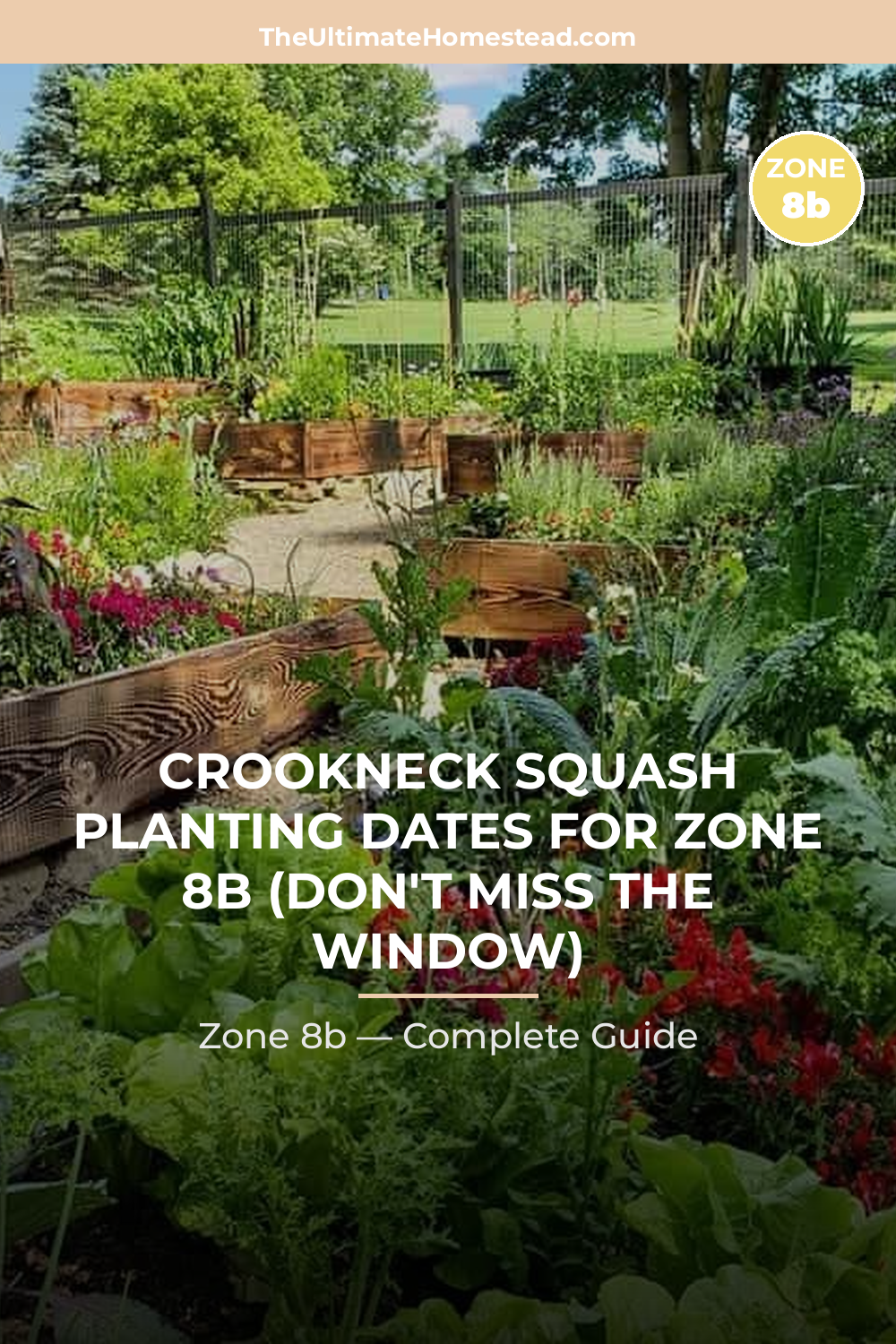 When to Plant Crookneck Squash in Zone 8b