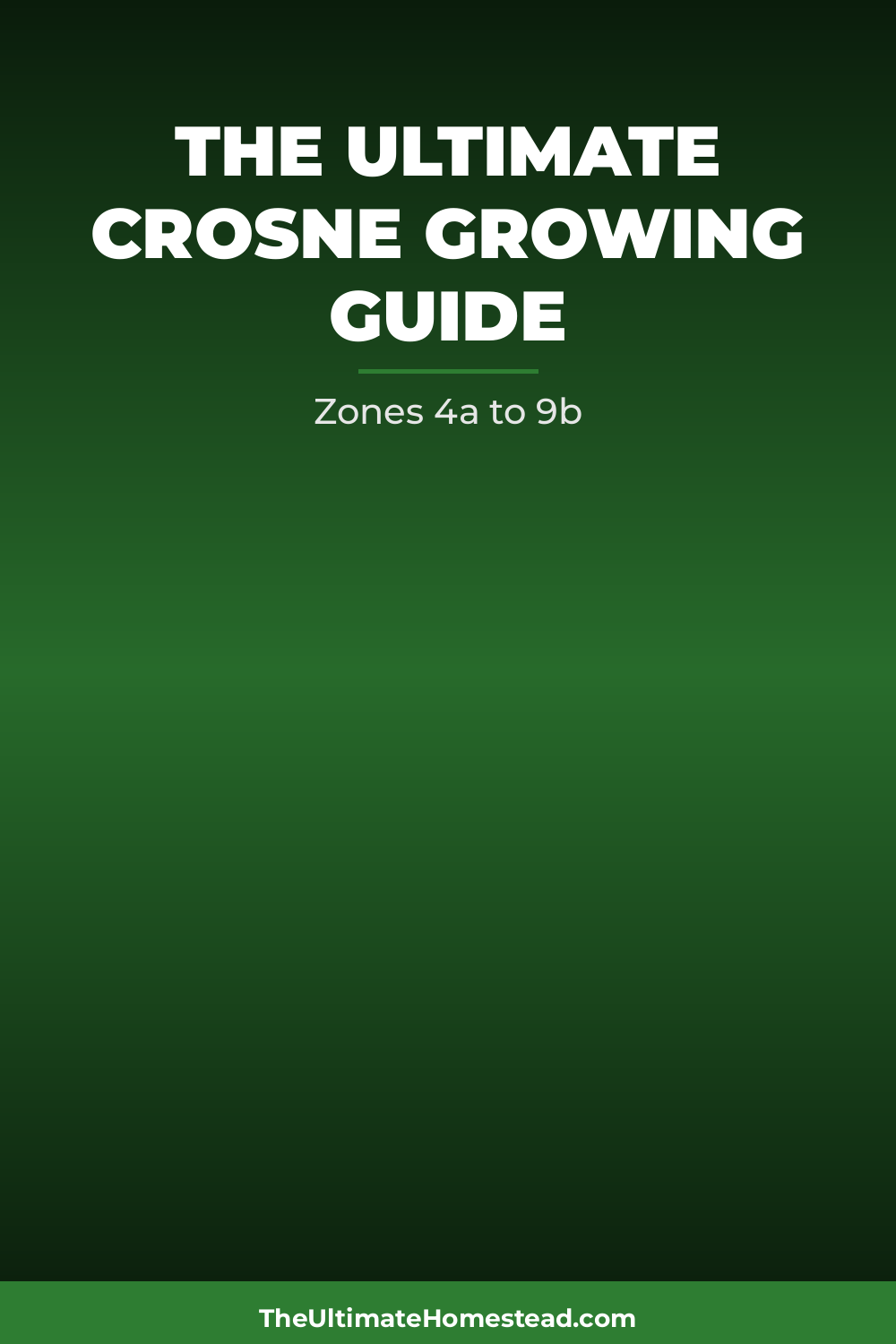 Crosne Planting Guide